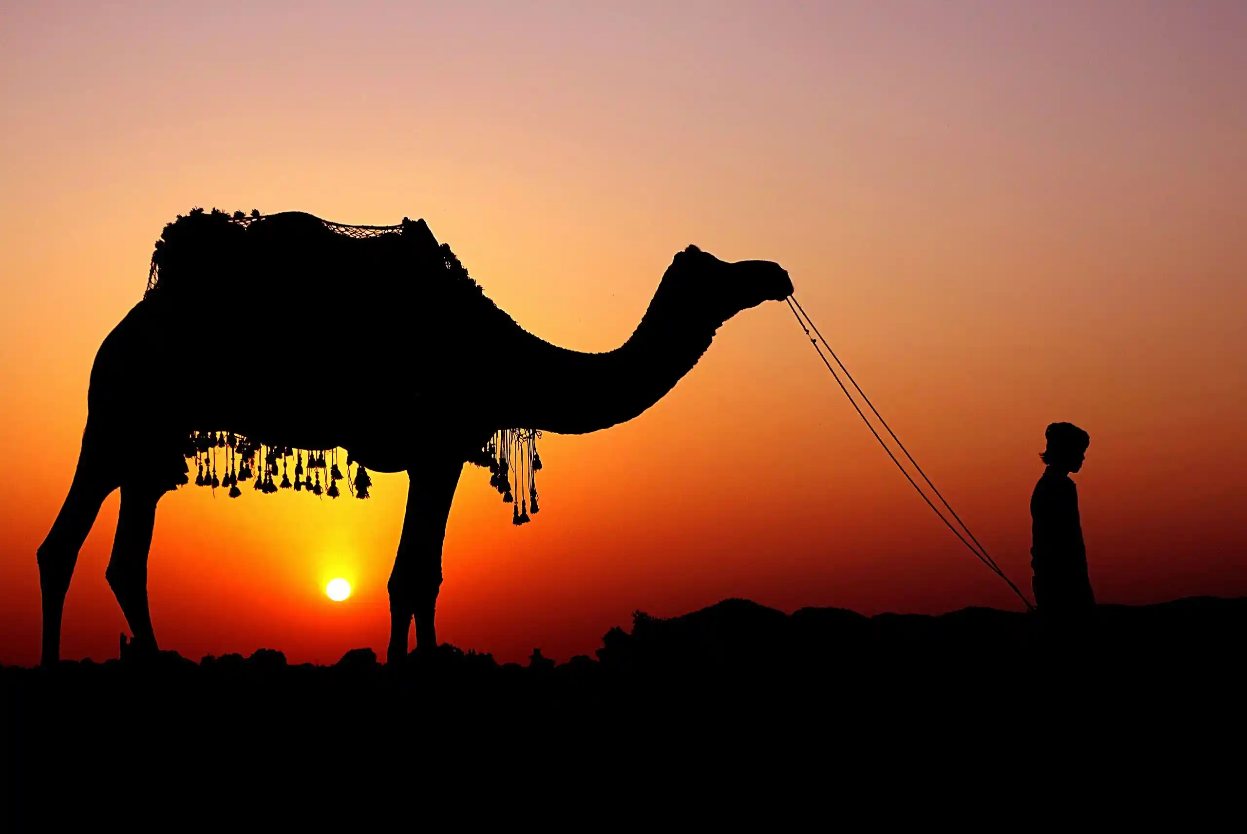 Rajasthan's Royal Trail: 8 Days of Forts, Palaces & Desert Magic